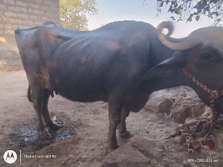 थंबनेल 3