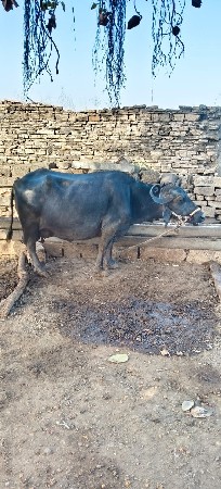 ભેંસ વેચવાની છે