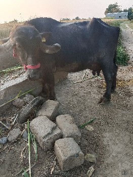 ભેંસ વેચવાની છે