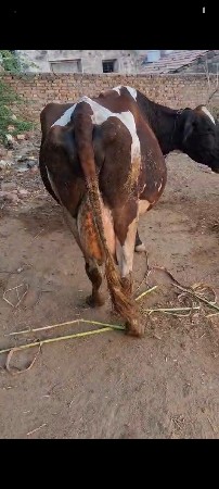 વેસવા ની સે