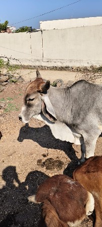 થંબનેલ 3