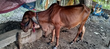 थंबनेल 3