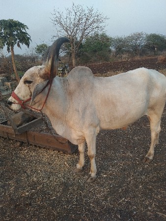 બળદ વેચવાનો છે