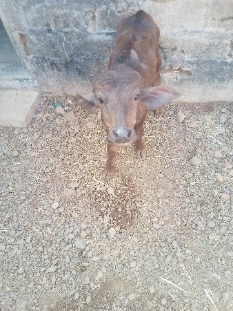 थंबनेल 3