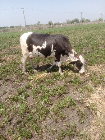 હોડકી વેચવાની છે