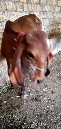 ACG gir વાસળી