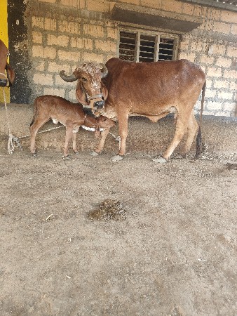 थंबनेल 2