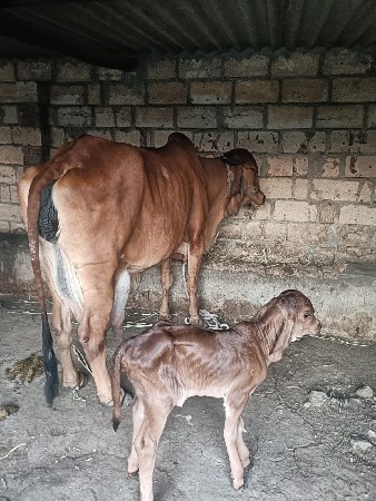 थंबनेल 3