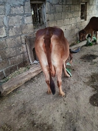 ગાય વેચવાની છે દુઆ દેશી વાસણો છે