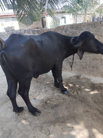 थंबनेल 2