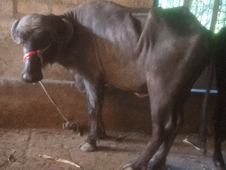 ખળેલી વેચવાની છે