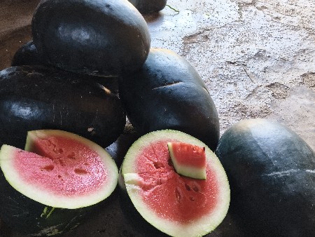 તરબૂચ 🍉 સીમ્બા  વહેંચવા ના છે.