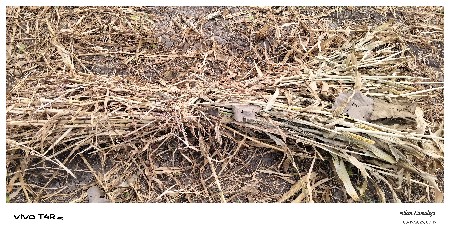 બાજરા નો સારો બેસવા નો સે