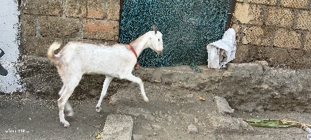 थंबनेल 3