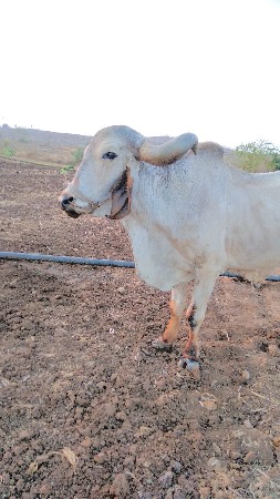 માત્ર 7૦૦૦ માં બળદ વેચવનો છે