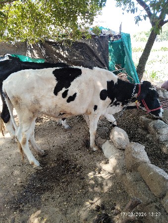 થંબનેલ 2