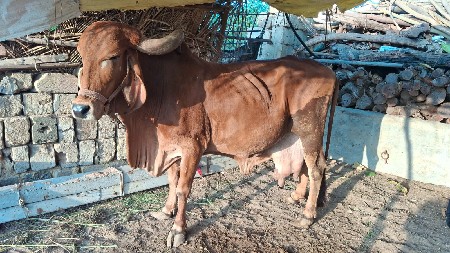 થંબનેલ 2