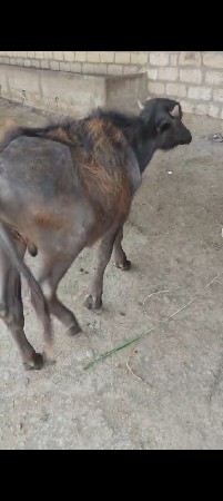 થંબનેલ 3