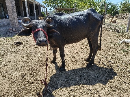 थंबनेल 3