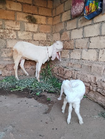 9586680983. કીમત  20000