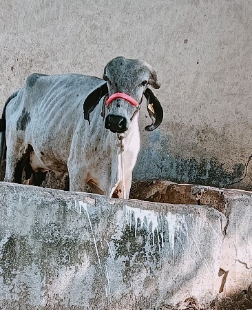 ગાય વેચવાની છે