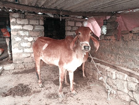 ગીર ઓડકી વેચવાની છે