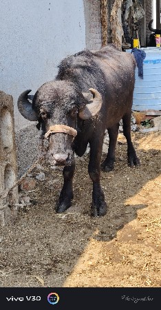 ખળેલિ વેચવાની છે