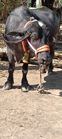 ભેંસ વેચવાની છે