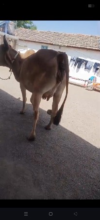 ગાય વેસવાનિ છે