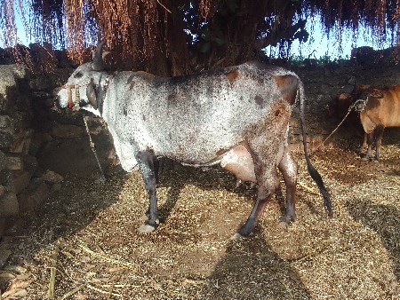 थंबनेल 3