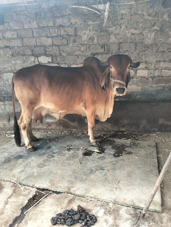 ગાય વેચવાની છે