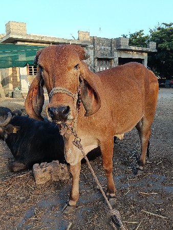 थंबनेल 3