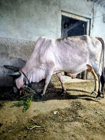 થંબનેલ 3