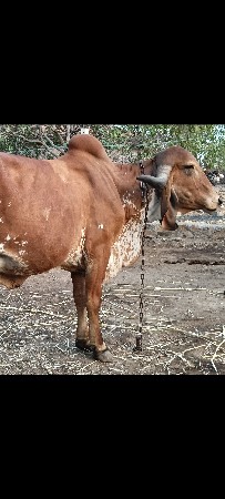 ગૌમુખી  ગીર ગાય છે