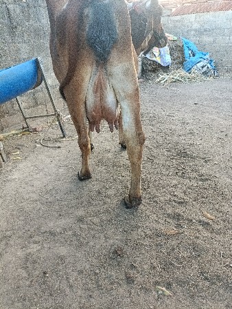 ગાય વેચવાની છે