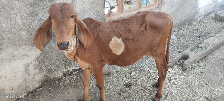 थंबनेल 2