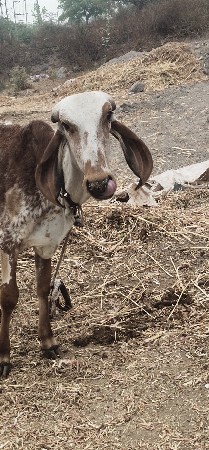 थंबनेल 3