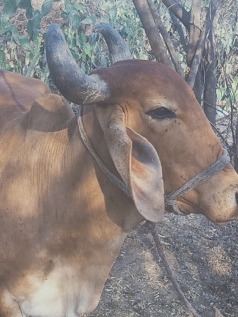 थंबनेल 3