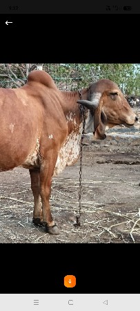 Top GiR ભાવનગર લાઈનની હોડકી છે