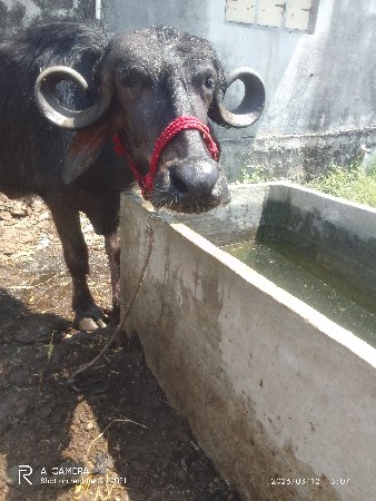 વેચવાની છે