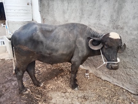 થંબનેલ 3