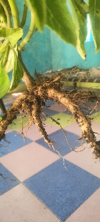 ગરમલ દેવાની સે