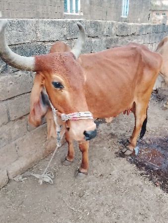 થંબનેલ 2