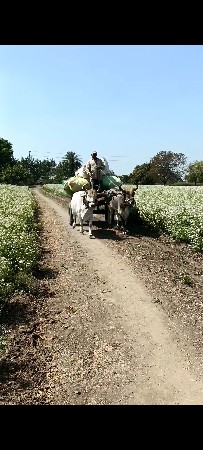 ગોઢલા દેવના છે 1ધર ના છે