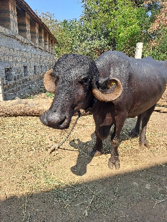 ભેંસ વેચવાનીછે