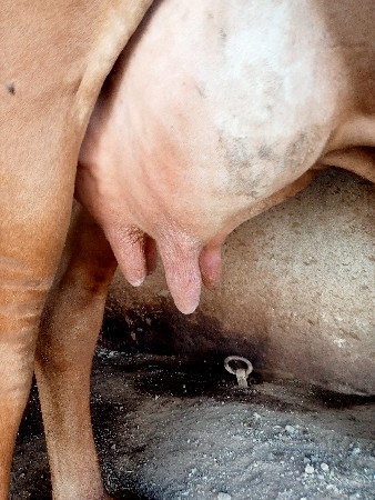 ગીર ગાય વેચવાની છે