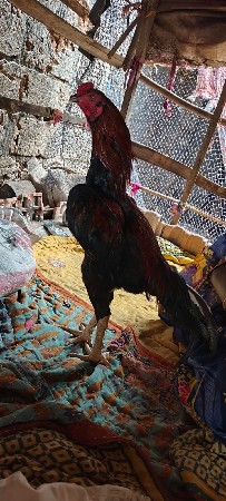 થંબનેલ 3