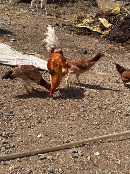 3 aseel murghi 2 desi