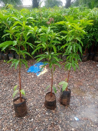 વેચવાના છે રોપા