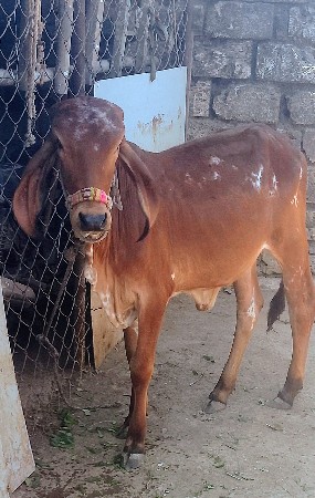 થંબનેલ 3